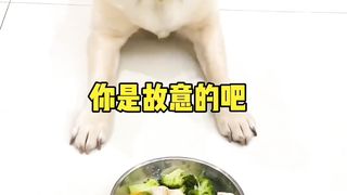 funny videos of Pja