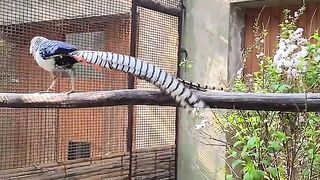 Amazing video