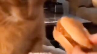 Video of a cat nauseous from the smell of foodl