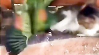Cats Funny reactions
