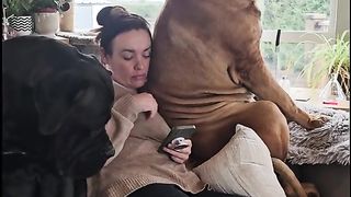 Cute Boerboels