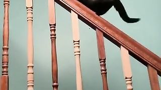 Cats being Cats