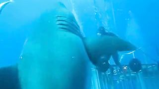 Biggest Great White ever recorded