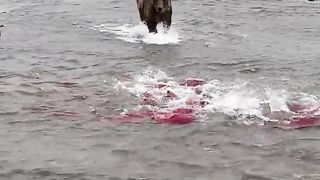 Bear has its pick of Salmon.