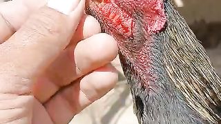 This is parrot beak ll beautiful