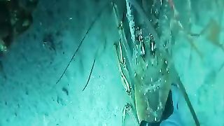 Mystery Lobster _dive _ rMystery Lobster _dive _ B.