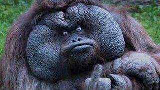 funny meme compilation????????????