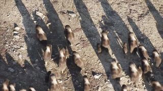 Полярные волки атакуют стадо овцебыков.