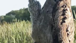 Камуфляж птицы козодоя и её птенца.