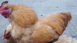 Golden bantam buff