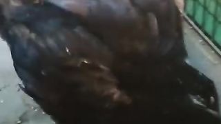 The chicks of a little beaks