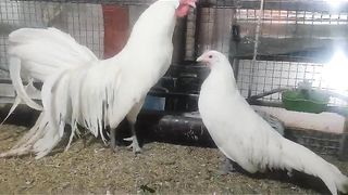 Onagdaro breed