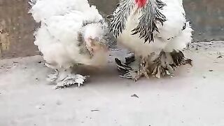 Brahman chicken
