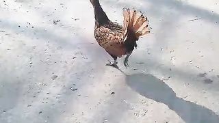 Japanese chicken