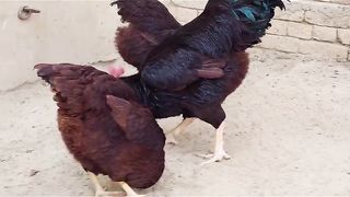 Beautiful fleet of chicken