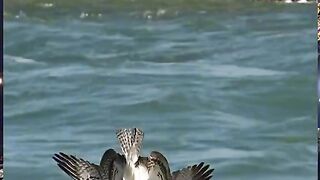 Amazing birds