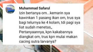 Kapan kakaban diangkat❓Kapan larva lele diberi makan cacing sutera❓