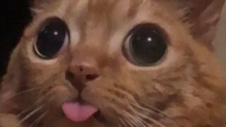 funny meme compilation