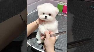 Doggy