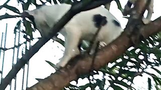 Two kitty's playing on the branch