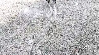 This rooster ll the grazing of a rooster