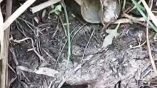 Characteristics of inhabited rice field eel holes