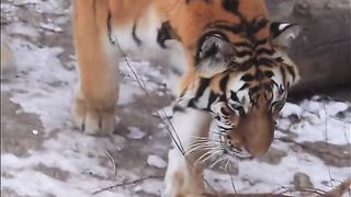 Amazing video