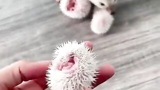 Amazing animal