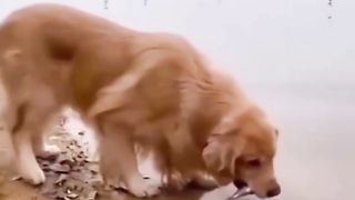 Животные