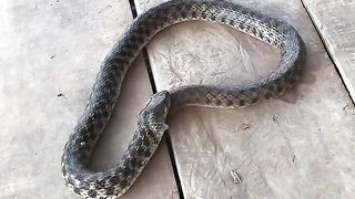 Amazing videos vol 524