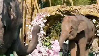 Video 39