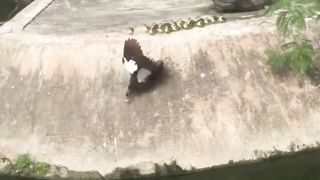 Video 42