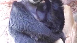 Video 43a