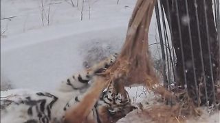 Amazing video