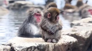 monkey is taking a shower ????