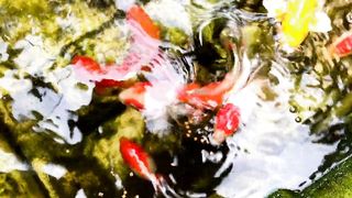 Koi HD