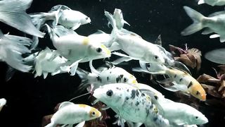 Koi HD