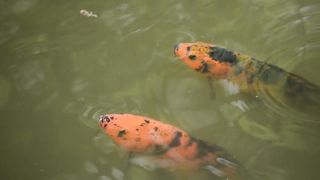 Koi HD