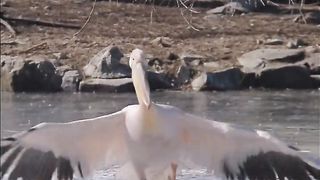 Amazing video