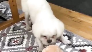 new best funny video in 2024.