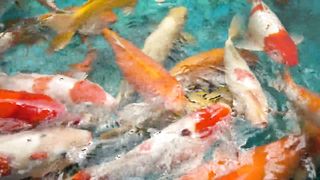 Koi HD