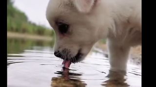 cat and dog funny video