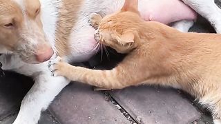 The best funny videos of cats and dogs 2024