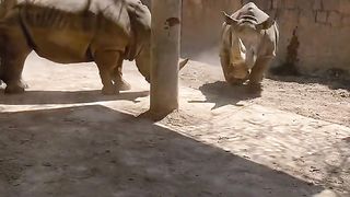 Amazing video