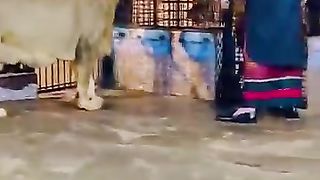 Playing with Lions