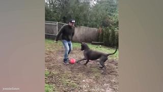 when dogs rule the world with laughter????????????