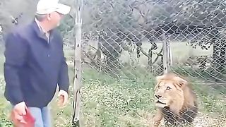 Animal compilation