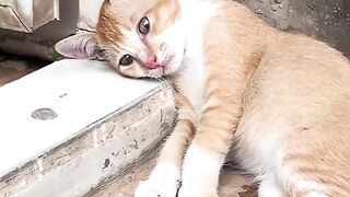 Cat sad