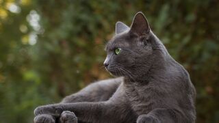 Песня о любви к серой кошке