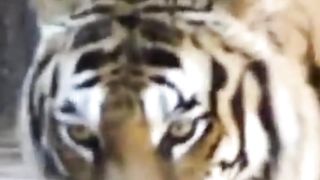 Animal sounds ( Tiger Voice )